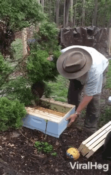 bees swarm bee expert viralhog