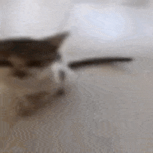 Shitter Low Quality Cat GIF - Shitter Low Quality Cat Cat GIFs