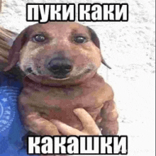 a dachshund is being held by a person and has a foreign language written on it .