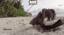 Bor Crab GIF - Bor Crab Coconut GIFs