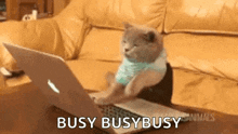 Cat Busy GIF