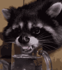 Raccoon Licks GIF