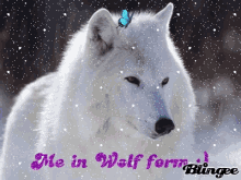 Wolf Blingee GIF - Wolf Blingee Glitter GIFs