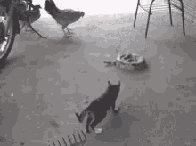 Scared Scary GIF - Scared Scary Kitten GIFs