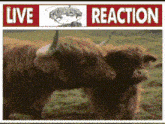 a couple of cows standing in a field with a live reaction sign above them
