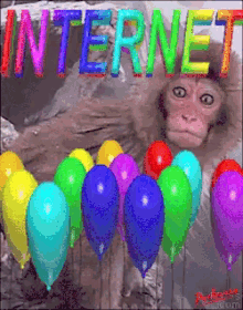 Internet Surprised Monkey GIF - Internet Surprised Monkey Balloons GIFs