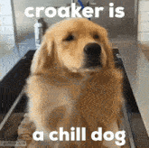 Croaker Fatherfrog GIF - Croaker Fatherfrog Thepond GIFs