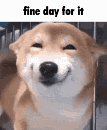 Doge Fine Day For It GIF - Doge Fine Day For It Doge Meme GIFs