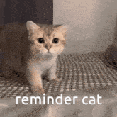 Cat Reminder GIF - Cat Reminder GIFs