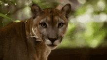 Big Cat Roar GIF - Big Cat Roar Staring GIFs