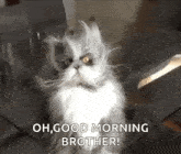 Cat Bedhair GIF - Cat Bedhair Afternap GIFs