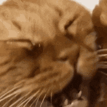 Open Mouth Cat Cry GIF