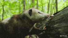 Eating An Insect Our Living World GIF - Eating An Insect Our Living World Munching A Cicada GIFs