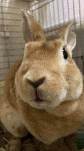 a close up of a bunny rabbit 's face looking at the camera