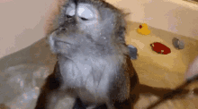 Monkey Shower GIF