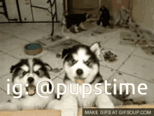 Dogs Puppy GIF - Dogs Puppy Puppies GIFs