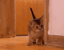 Shy Kitten GIF - Shy Kitten Kitty GIFs