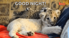 Meerkat Lion GIF - Meerkat Lion Cub GIFs