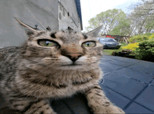 a close up of a cat 's face with a car parked in the background