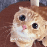 Cute Cat Orange GIF - Cute Cat Orange Sorry GIFs