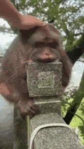 a person petting a monkey on a stone ledge
