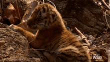 Baby Tiger Crying Tiger Cub Escape GIF - Baby Tiger Crying Tiger Cub Escape Cub Crying GIFs