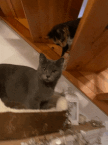 Fight Boxing GIF - Fight Boxing Cat GIFs
