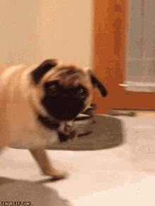 Pug Mops GIF - Pug Mops Are You Talking To Me GIFs