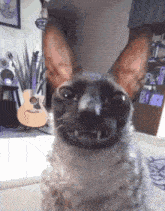 a cat with big ears is looking at the camera in front of a guitar
