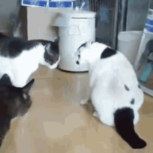 Fat Cat Stops Its Friends From Fighting GIF