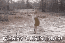 Reindeer Dance Funny Animals GIF - Reindeer Dance Funny Animals Merry Christmas GIFs