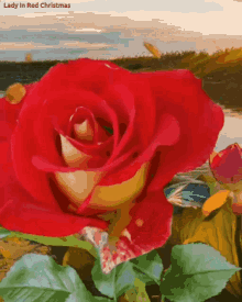 Red Rose Beautiful Day GIF - Red Rose Beautiful Day GIFs