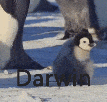 Darwin Penguin GIF - Darwin Penguin Cute GIFs