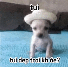 a small white dog wearing a cowboy hat is sitting on a blue blanket .