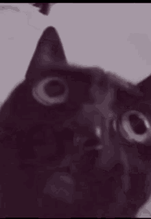 Black Cat Cringe Stan Twitter GIF