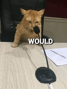 Would Cat GIF - Would Cat GIFs