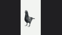 голубь Pigeon GIF - голубь Pigeon Bird GIFs