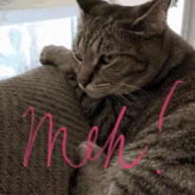 Meh Leeloo GIF - Meh Leeloo Kitty GIFs