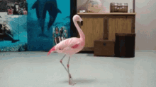 confused pink flamingo funny animals circles