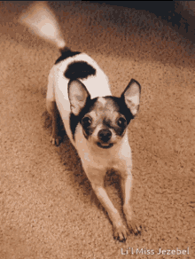 Chihuahua Dog Jezebel GIF