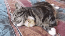 Kitten Sleeping GIF - Kitten Sleeping Chick GIFs
