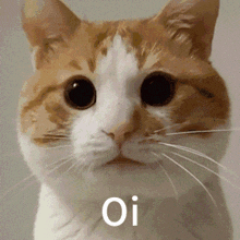a close up of a cat 's face with the word oi written on it