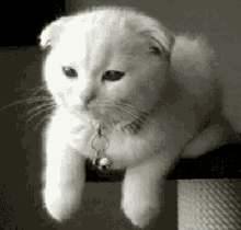猫咪 约吗 可爱 抛媚眼 GIF - Wink Cat Kitten GIFs