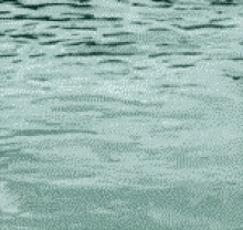Dolphin Water GIF - Dolphin Water Jump GIFs