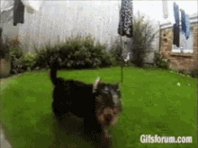 Excited Chase GIF - Excited Chase Dog GIFs