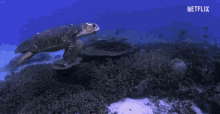 Turtle Ocean GIF - Turtle Ocean Sea GIFs