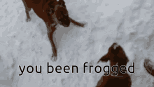 Frog Sgt Frog GIF - Frog Sgt Frog Anime GIFs