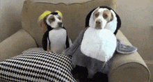 two dogs dressed in penguin costumes are sitting on a chair .