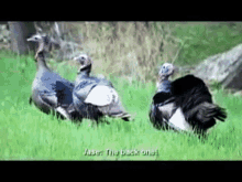 Turkey Hunting GIFs | Tenor