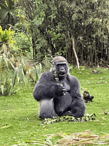 Gorilla Harambe GIF - Gorilla Harambe Animal Kingdom GIFs